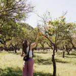 Frau pflückt im Gegenlicht Orangen von einem Baum in einem Hain.