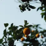 Orangenbaum mit reifen Früchten vor hellblauem Himmel.