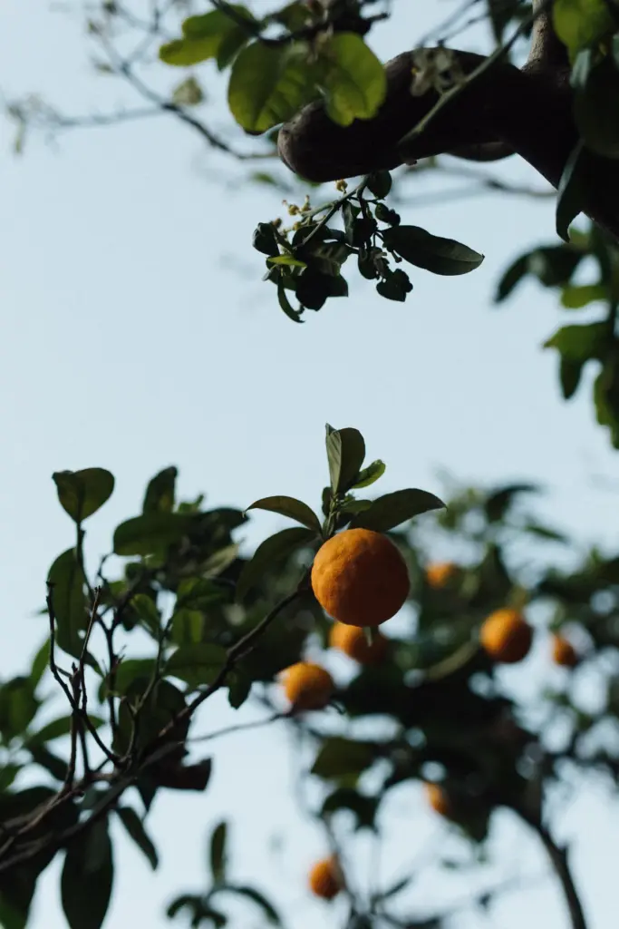 Orangenbaum mit reifen Früchten vor hellblauem Himmel.