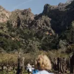 Wandergruppe geht durch einen Olivenhain auf die Berge der Serra de Tramuntana zu.