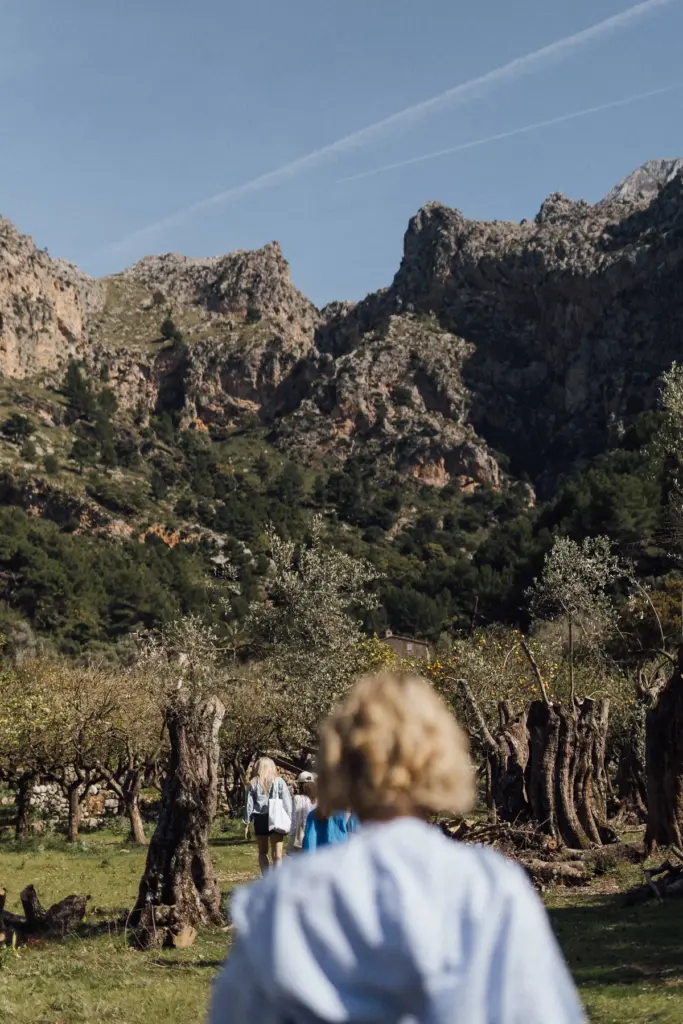 Wandergruppe geht durch einen Olivenhain auf die Berge der Serra de Tramuntana zu.